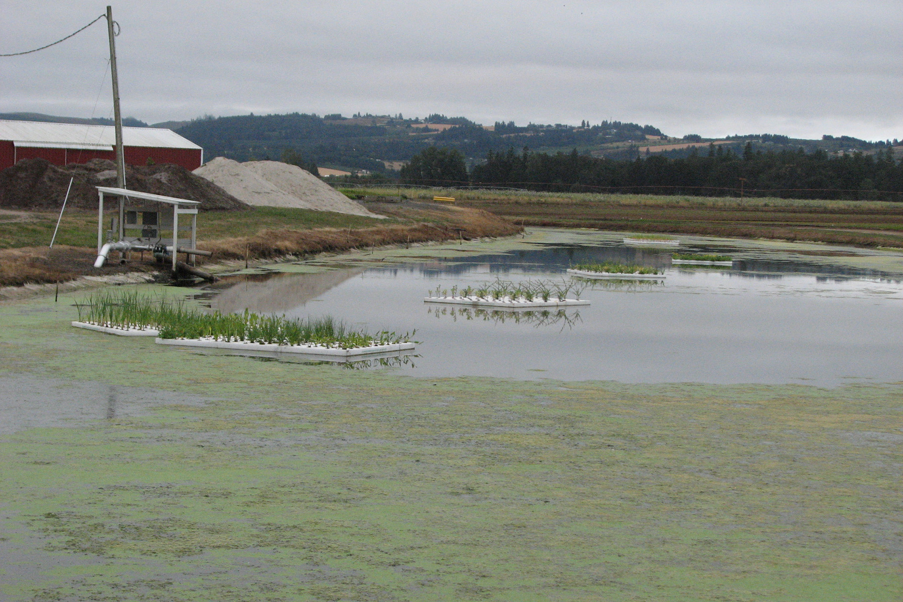 Irrigation forebay pond at Bailey Innovations® in Georgia with floating treatment wetlands and patches of surface algae.
