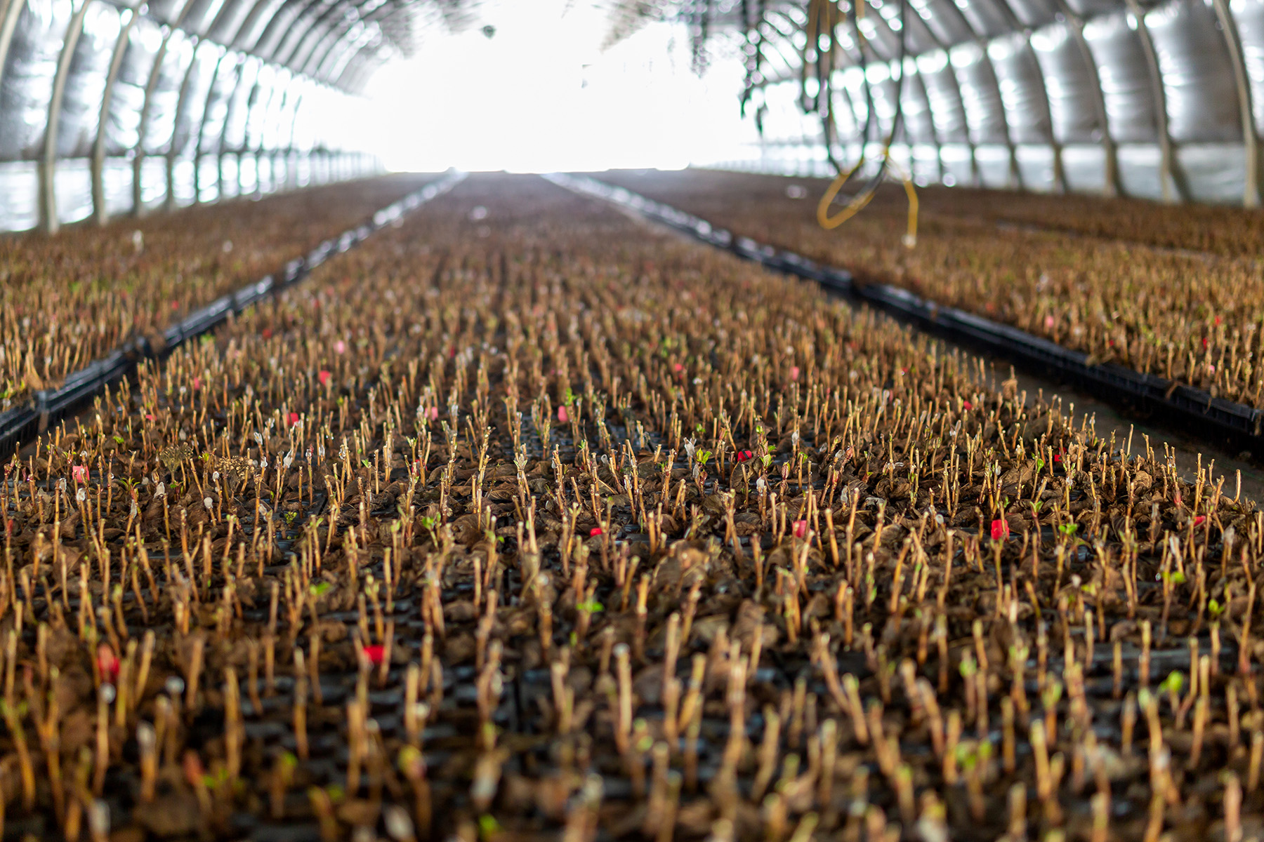 Rows of dormant cuttings in trays stretch across a hoop house, showing winter propagation inventory under cover.