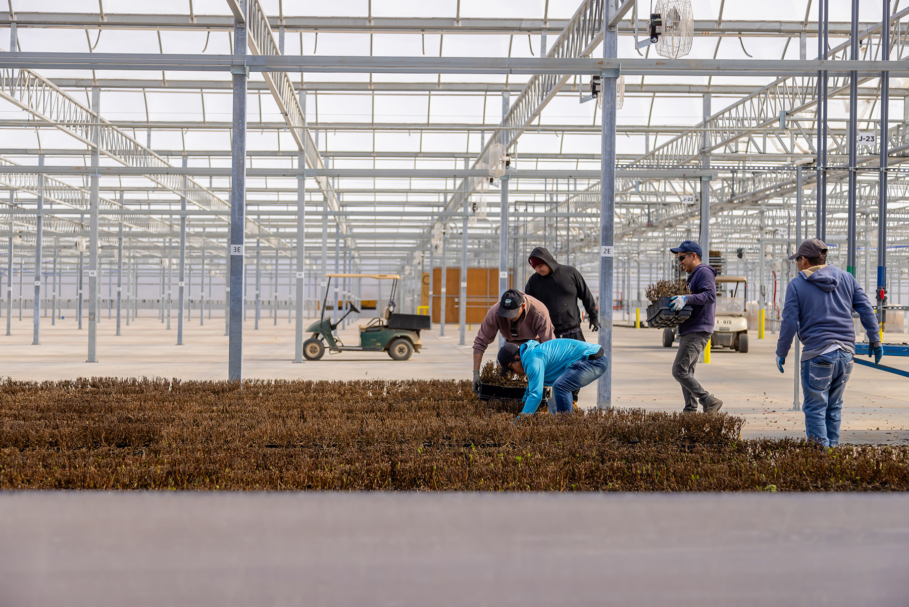 Bailey Nurseries team members move flats of dormant plants inside a greenhouse as part of winter prep.