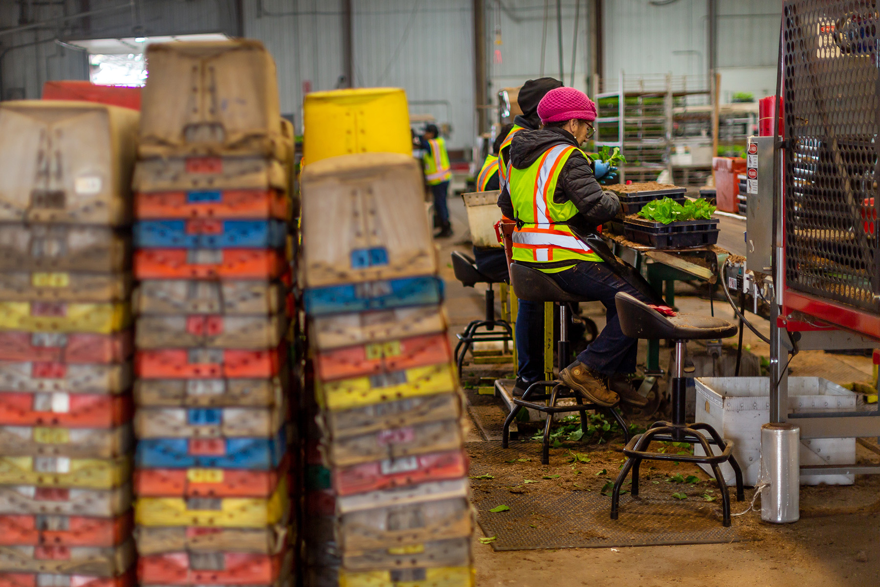 Propagation team members stick cuttings into trays on a line beside stacked crates inside a Bailey Nurseries facility.