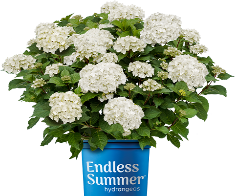 DreamCloud® Reblooming Hydrangea