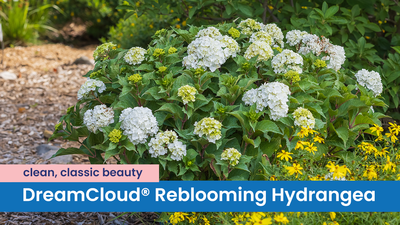 DreamCloud® Reblooming Hydrangea