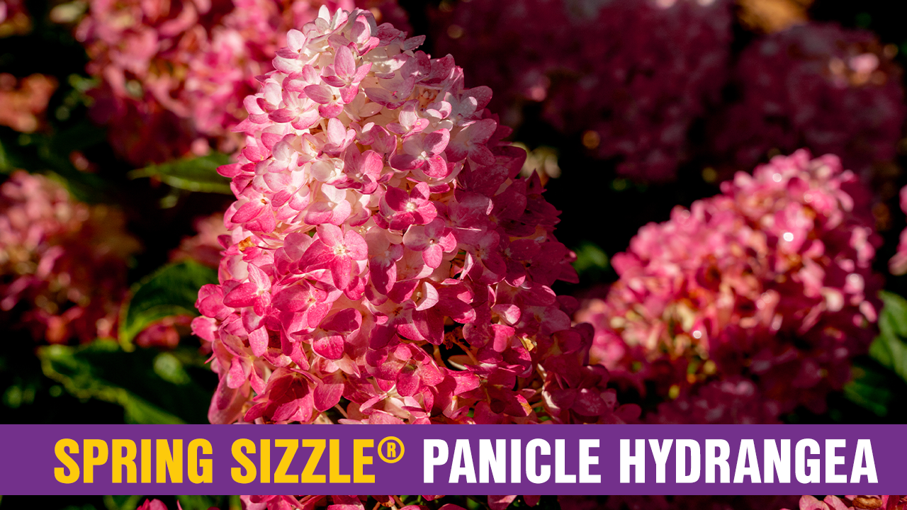Spring Sizzle® Panicle Hydrangea