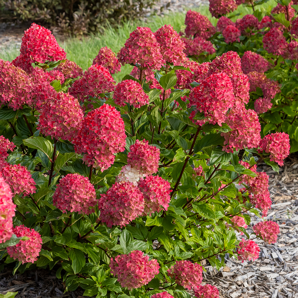 Spring Sizzle® Panicle Hydrangea