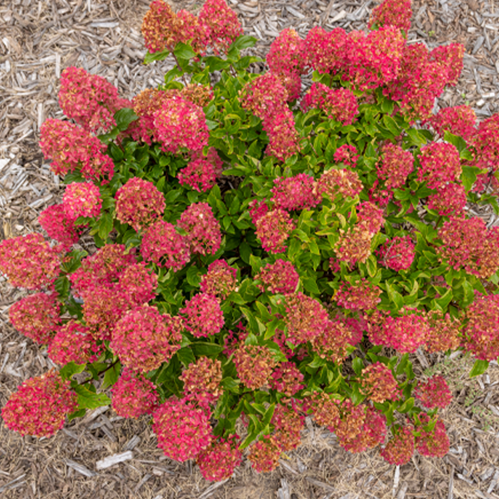 Spring Sizzle® Panicle Hydrangea aerial