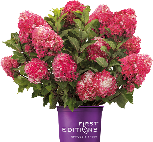 Spring Sizzle® Panicle Hydrangea