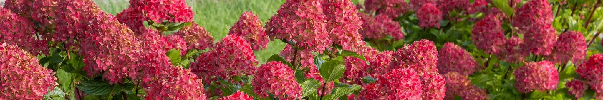 Spring Sizzle® Panicle Hydrangea blooms