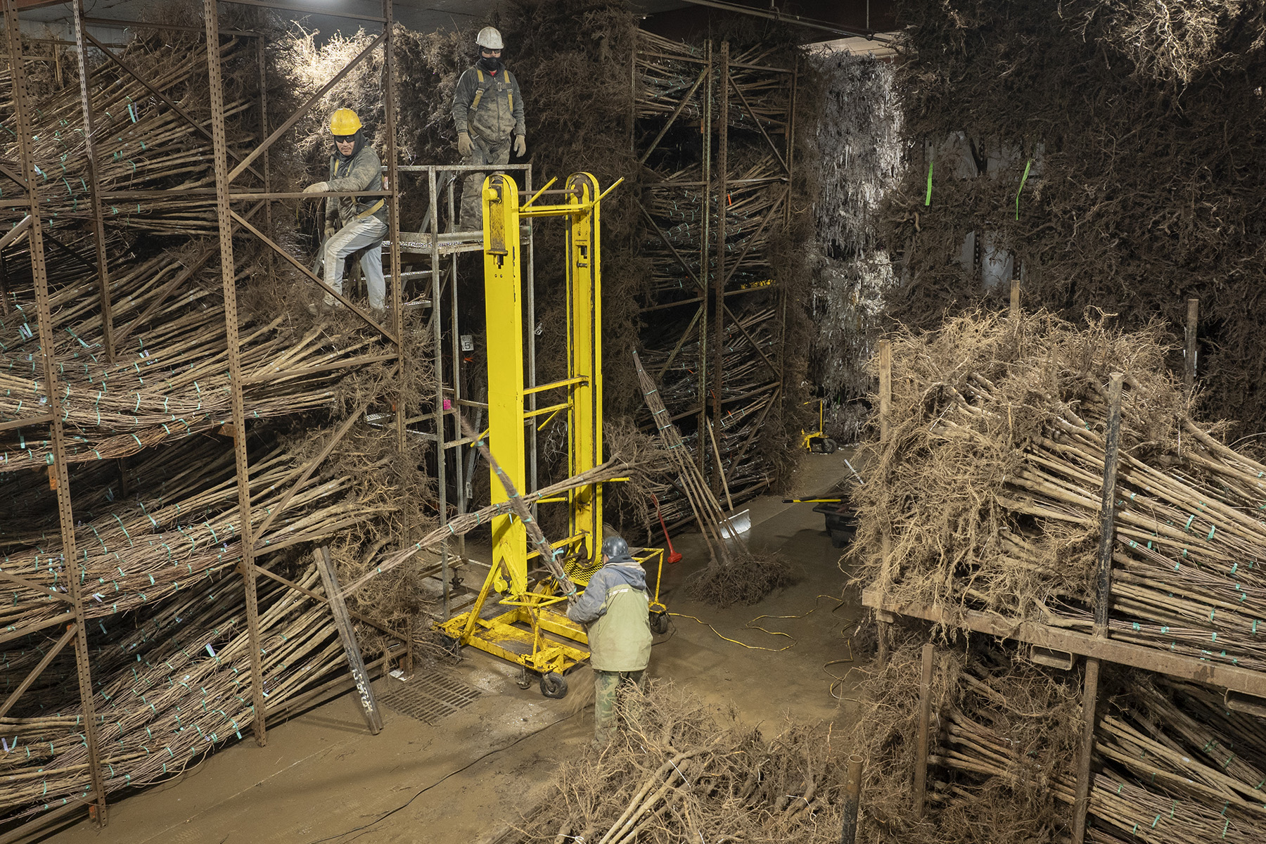 Workers organize bundled bare-root trees on racks inside a Dayton cold storage cooler.