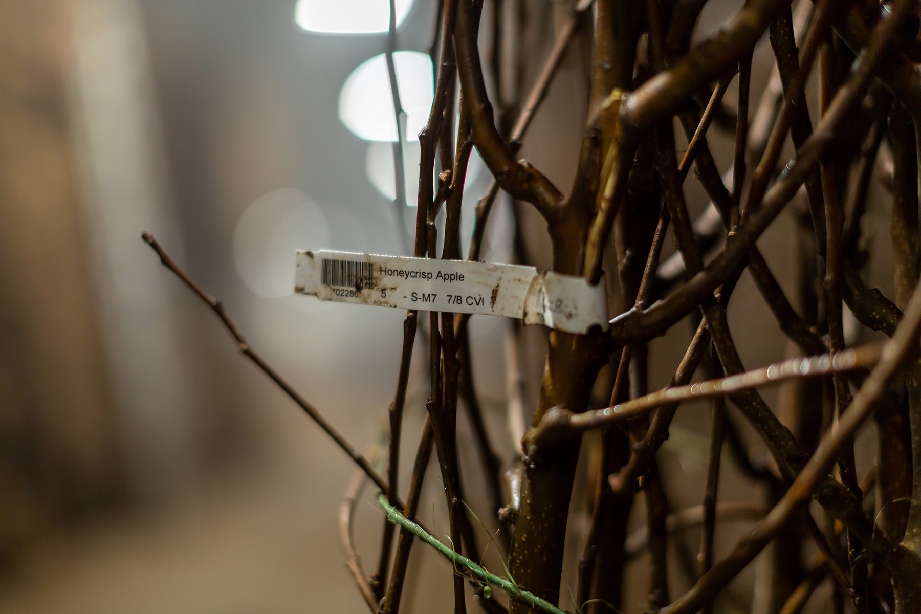 Close-up of a ‘Honeycrisp Apple’ tag on bundled bare-root trees in cold storage.