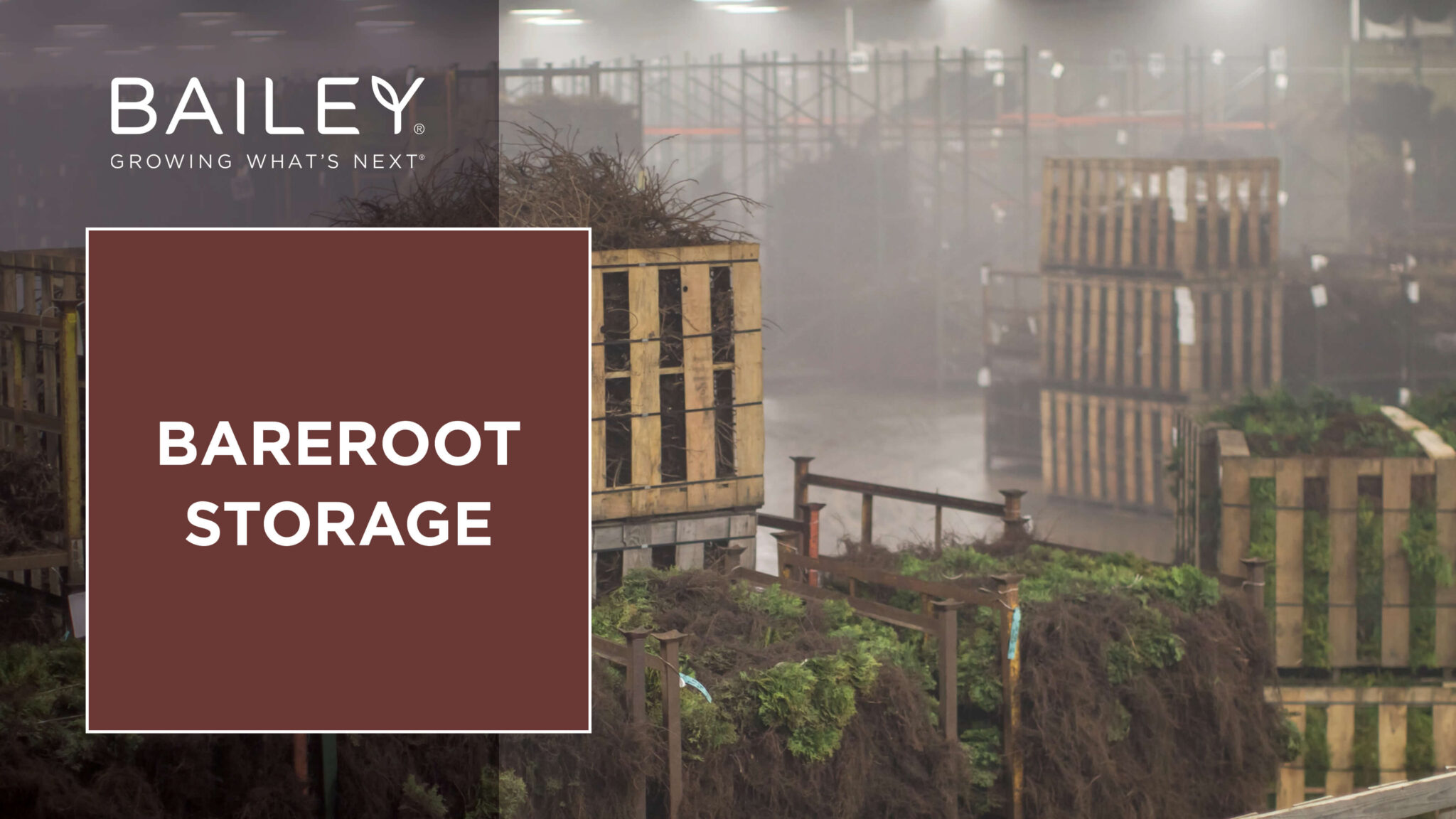 Bareroot Storage