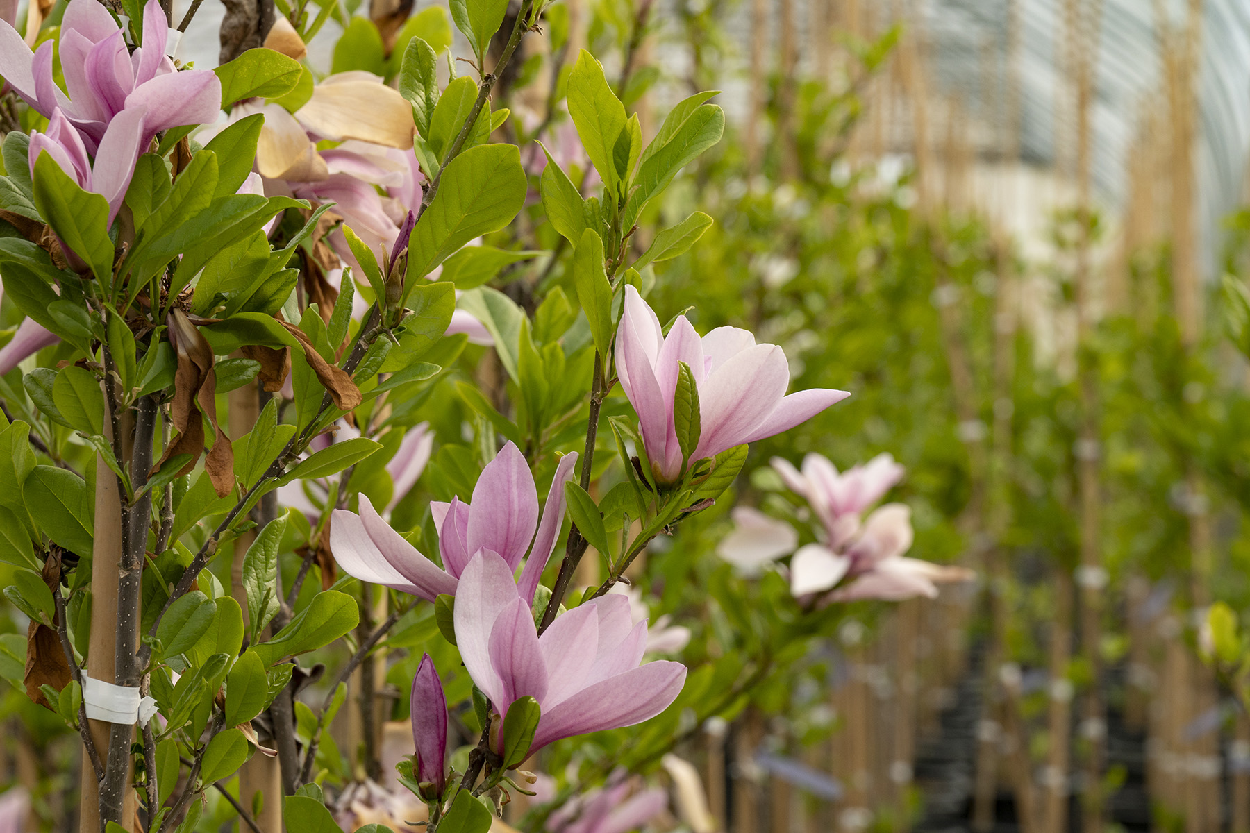 Pink Ann magnolia blooms opening on branches in a nursery row.