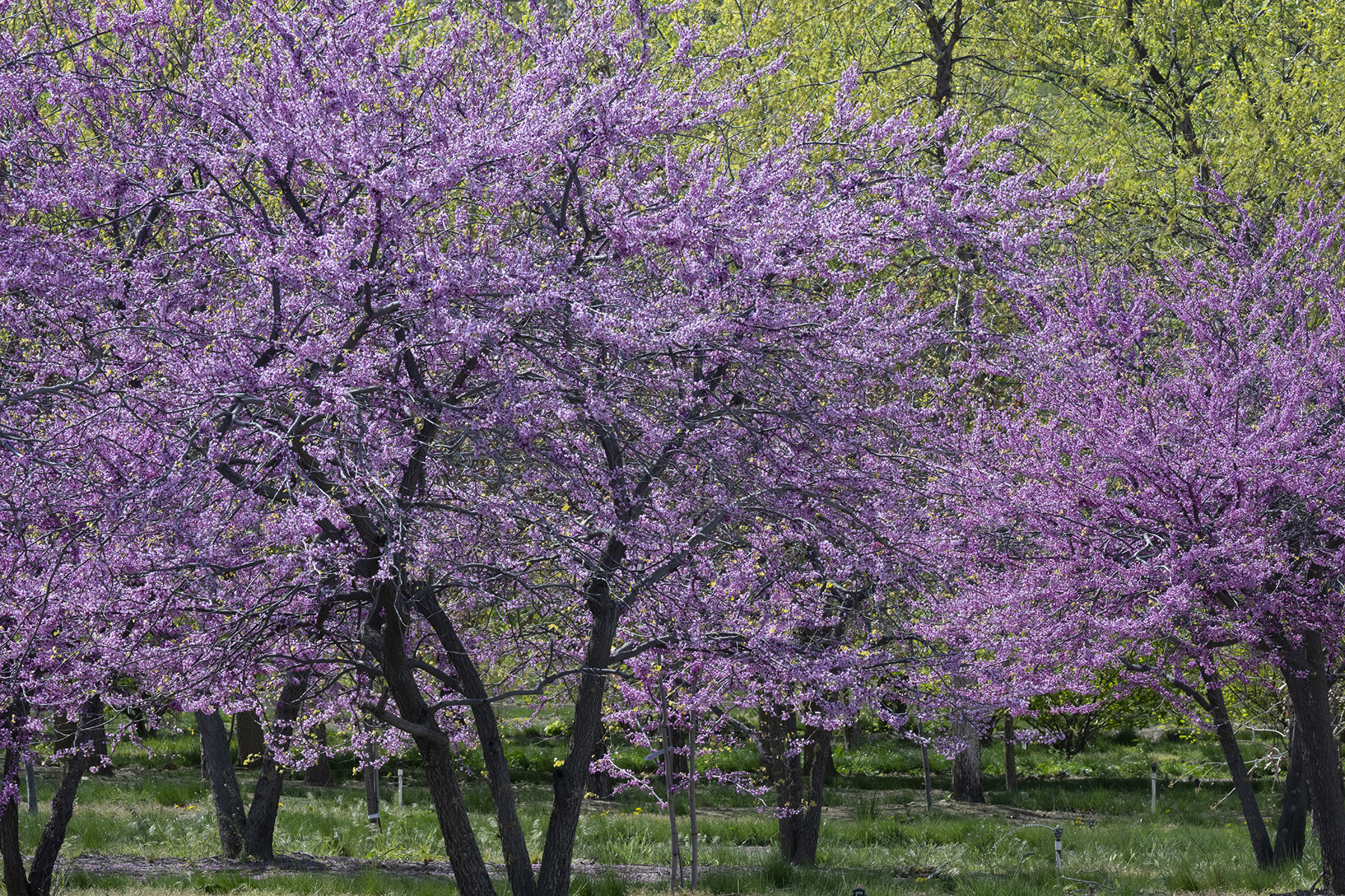 Eastern redbud trees covered in lavender-pink spring flowers in a landscape.