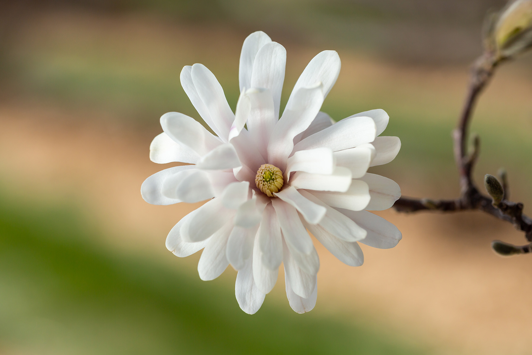 Close-up of a First Editions Centennial Blush star magnolia flower with soft white petals and a blush center.