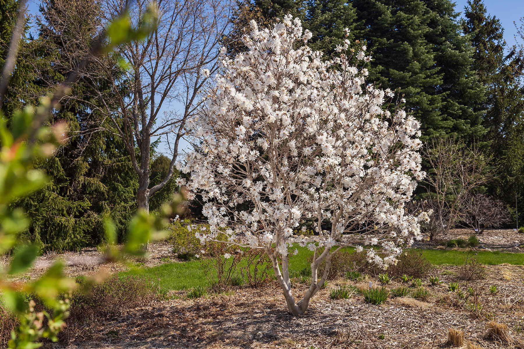 First Editions Centennial Blush star magnolia tree covered in white spring flowers.