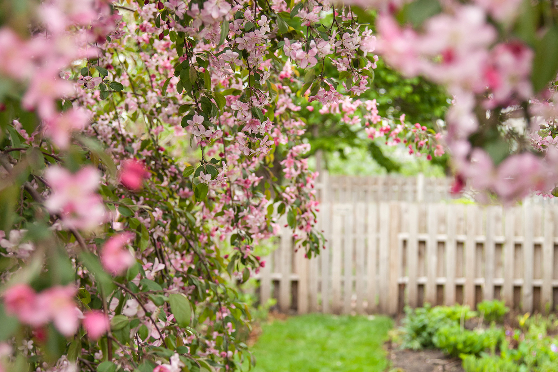 Ruby Tears crabapple blossoms framing a garden path and white fence in spring.