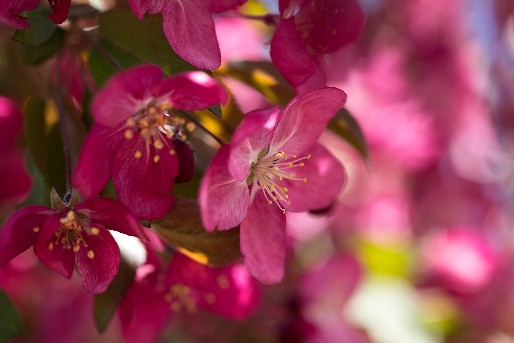 Close-up of deep pink First Editions Ruby Tears crabapple blossoms.