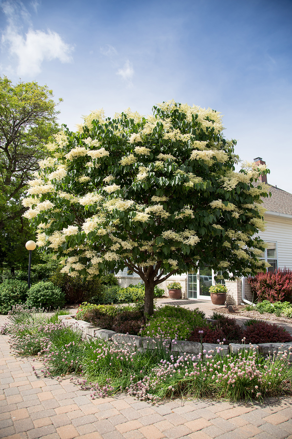 First Editions Snowdance Japanese tree lilac blooming in a home landscape.