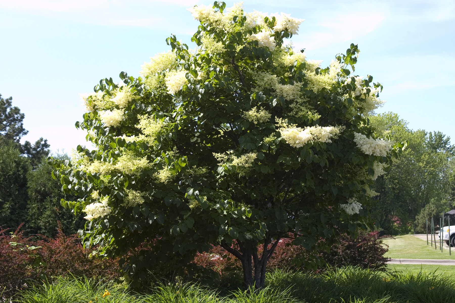 Japanese tree lilac with large creamy white flower clusters in bloom.