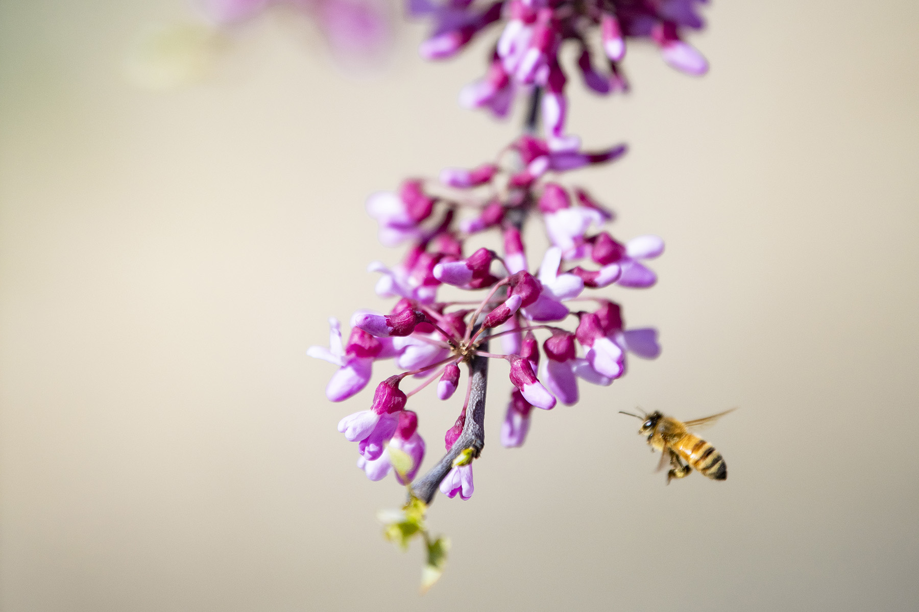 Bee hovering beside pink MN Strain redbud flowers in early spring.