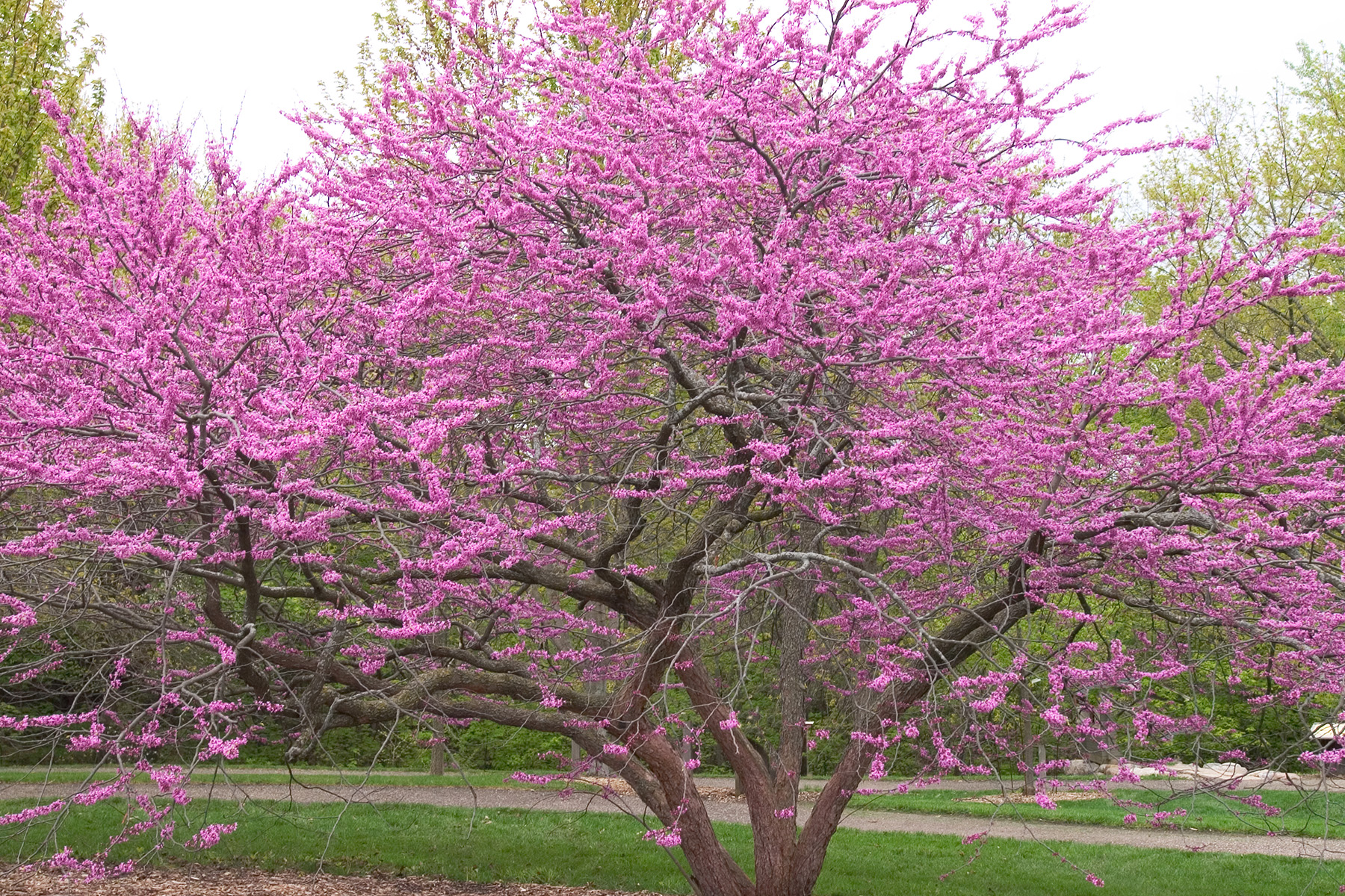 Meet The Top Spring Blooming Trees For Impulse Sales