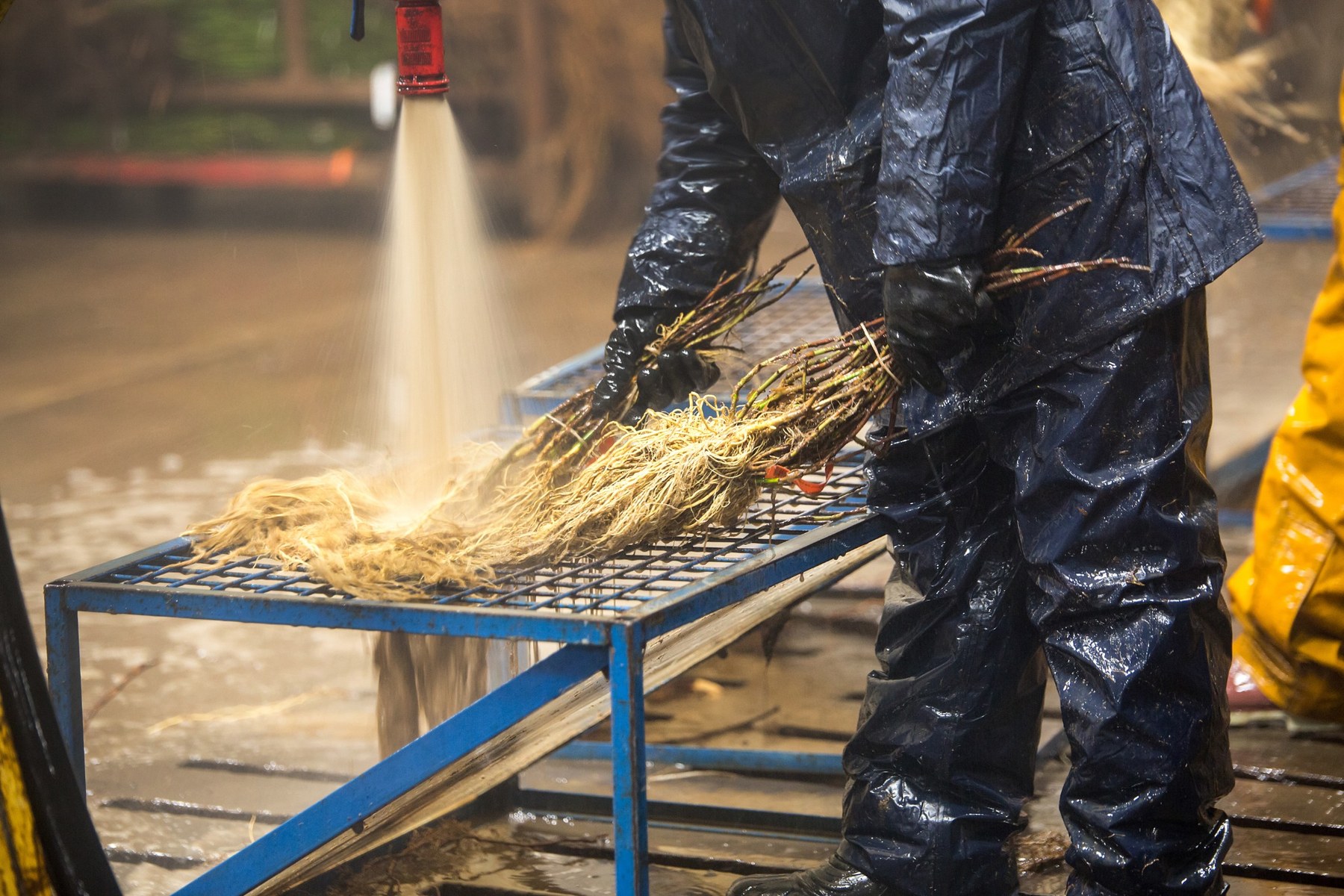 Worker washing bareroot roots in a cooler wash area.