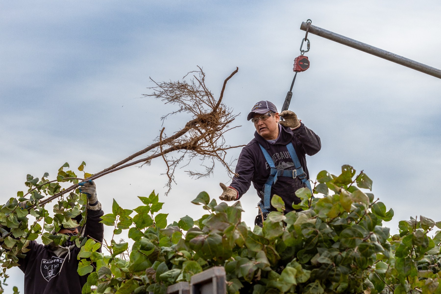 Workers harvesting bareroot trees in the field during digging season.