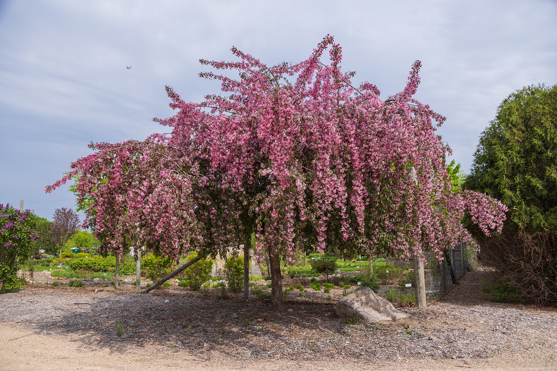 First Editions Ruby Tears weeping crabapple tree with cascading pink spring blooms.