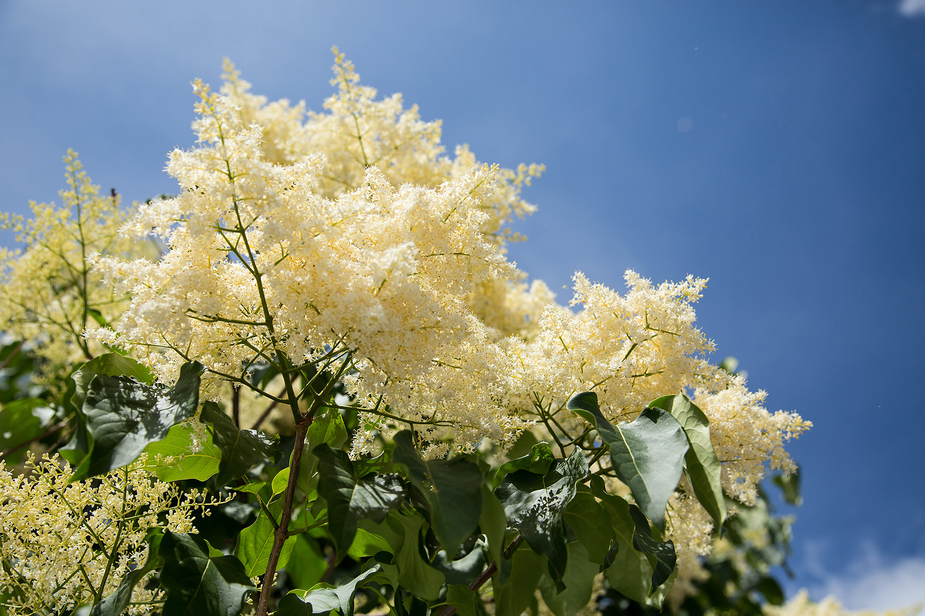 Close-up of creamy white First Editions Snowdance Japanese tree lilac flowers against a blue sky.