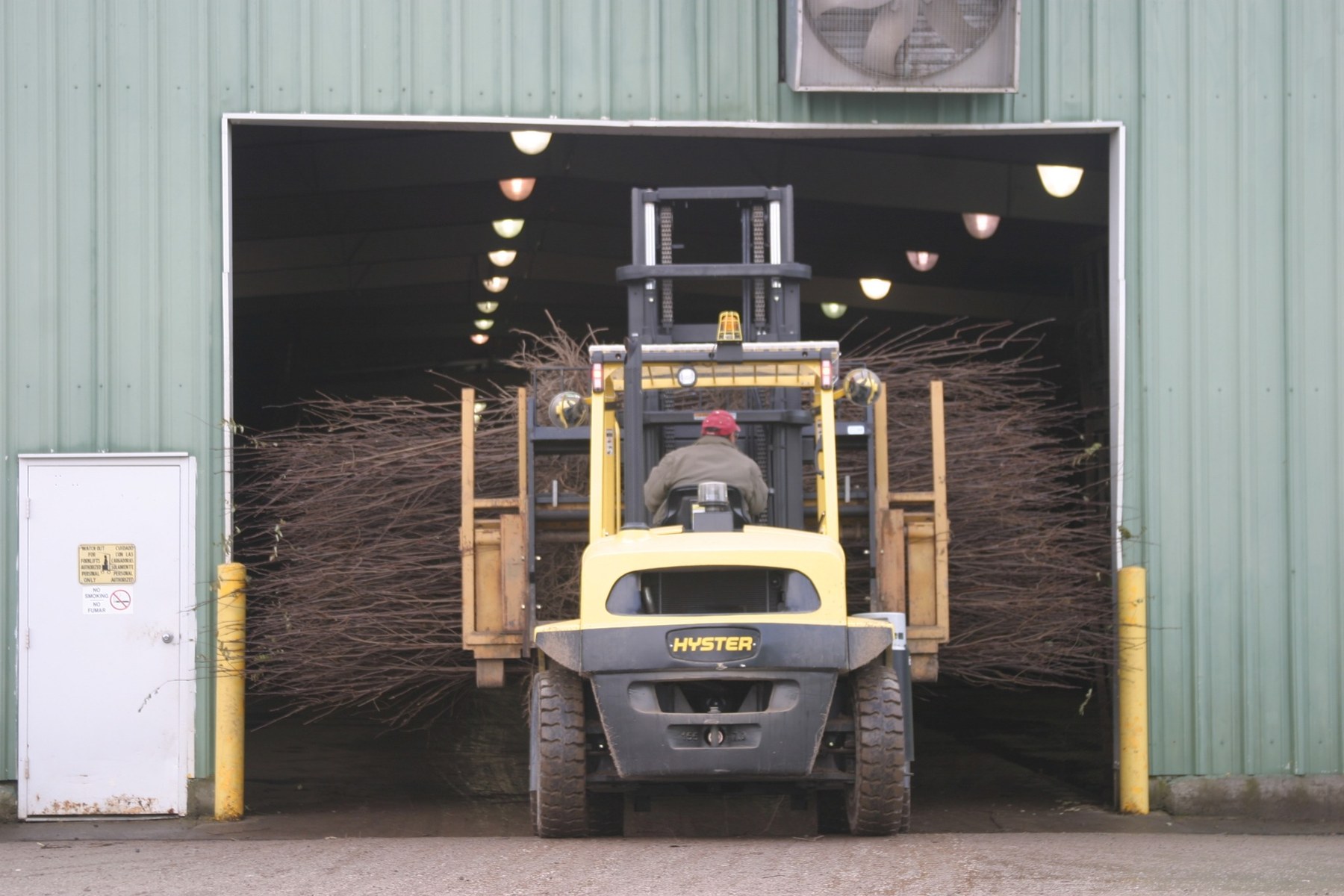 Forklift moving bundled bareroot trees into a barn for storage.