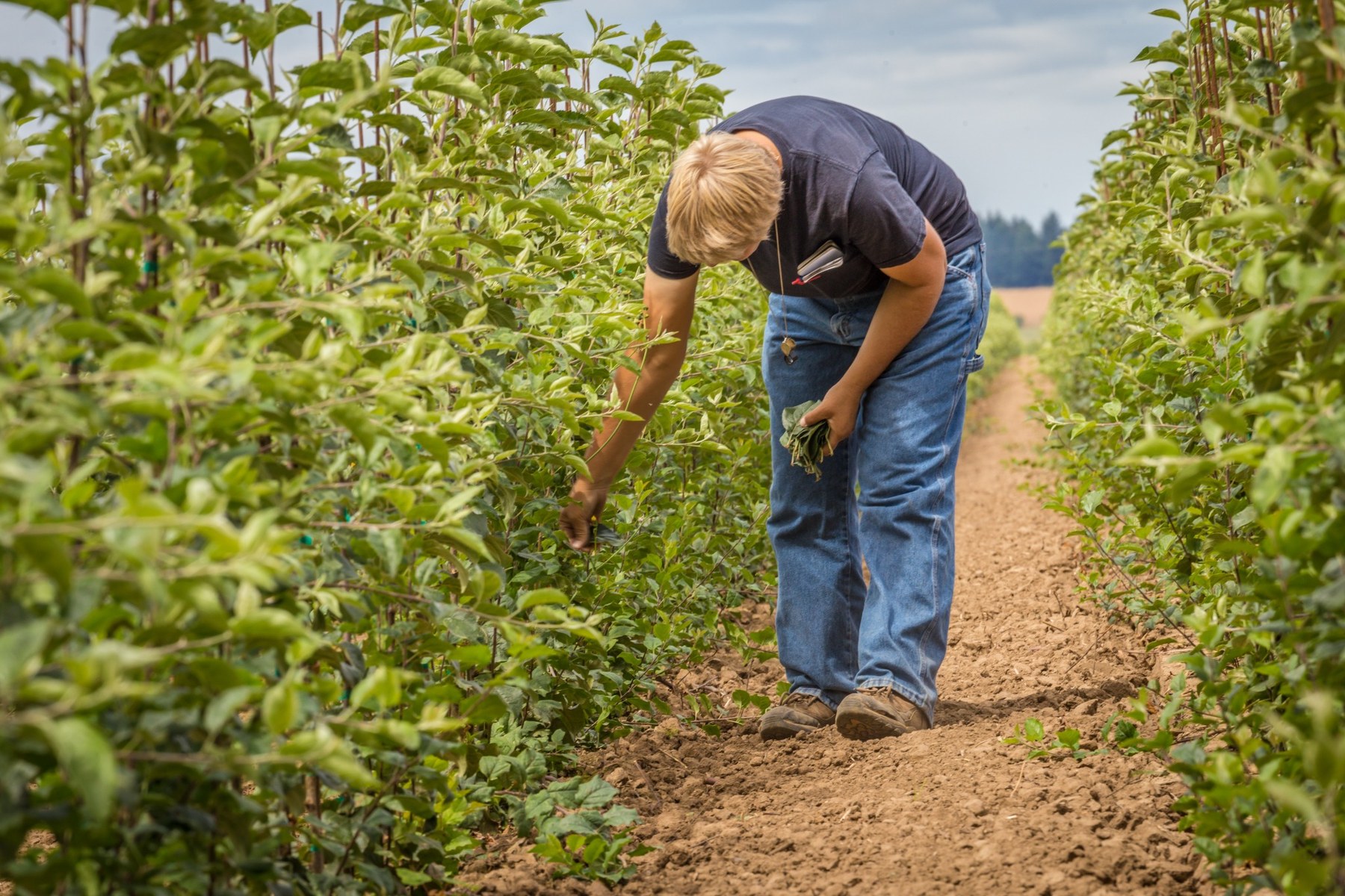 Inspector checking trees in a Bailey bareroot field as part of plant health monitoring.