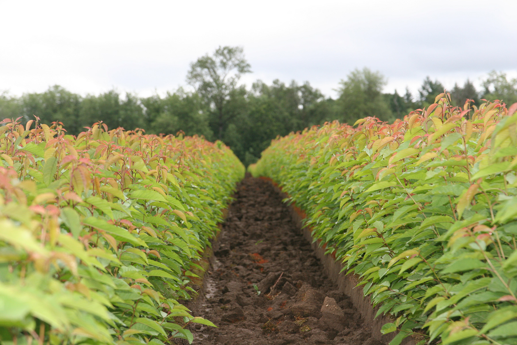 Rows of young rootstock plants growing in nursery fields with a muddy path between them under an overcast sky.