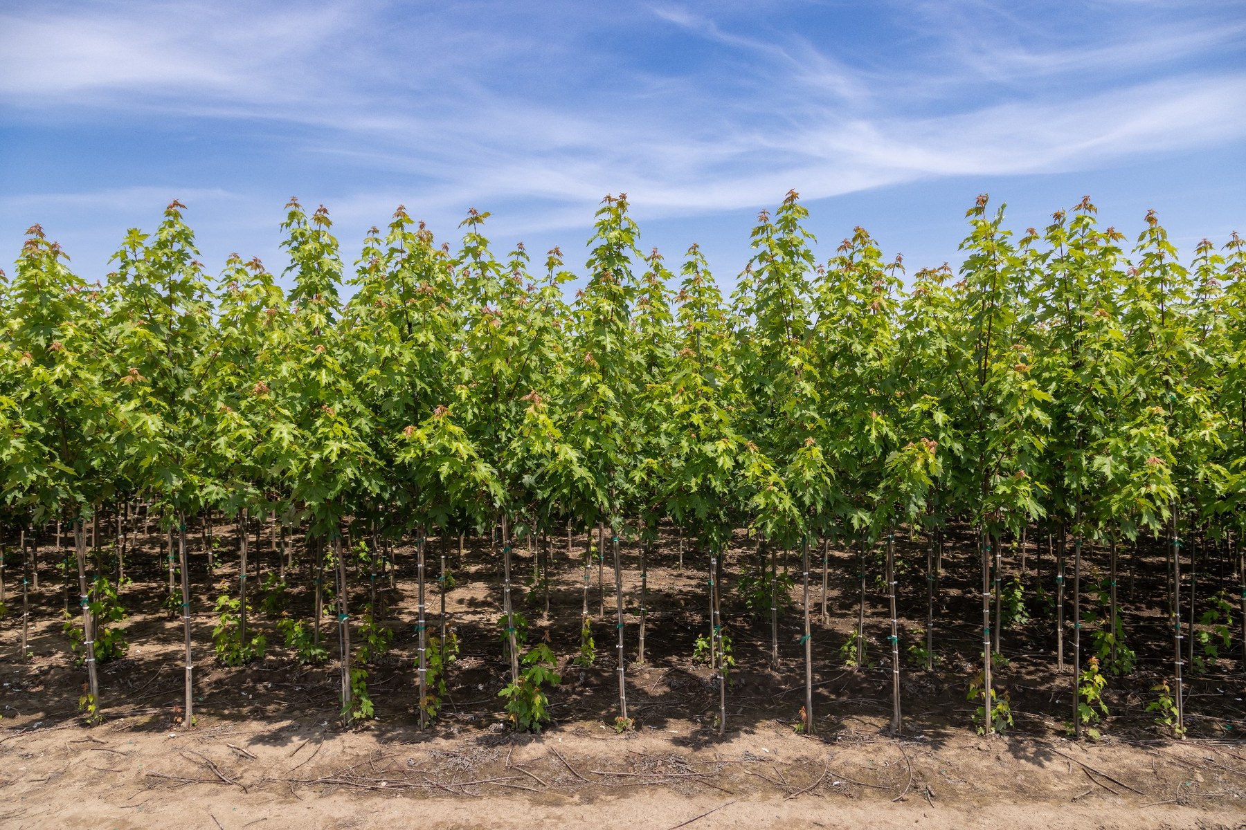 Implementing a Smarter, More Sustainable Approach to Bareroot Shipping