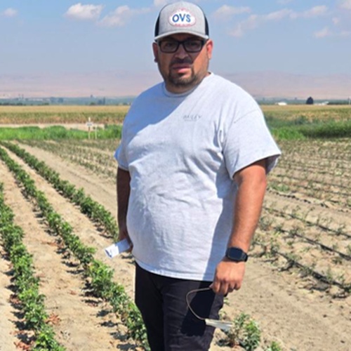 Michel Quijano of the Plant Health delartment working in a field of young plants.