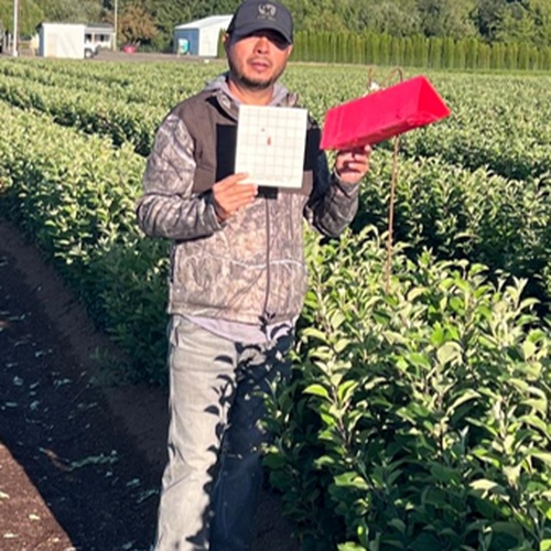 Michel Quijano standing in a nursery row holding a sticky trap used for pest monitoring.