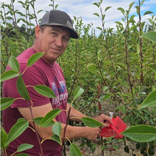 Scott Green of Plant Health working in a field of tall shrubs.