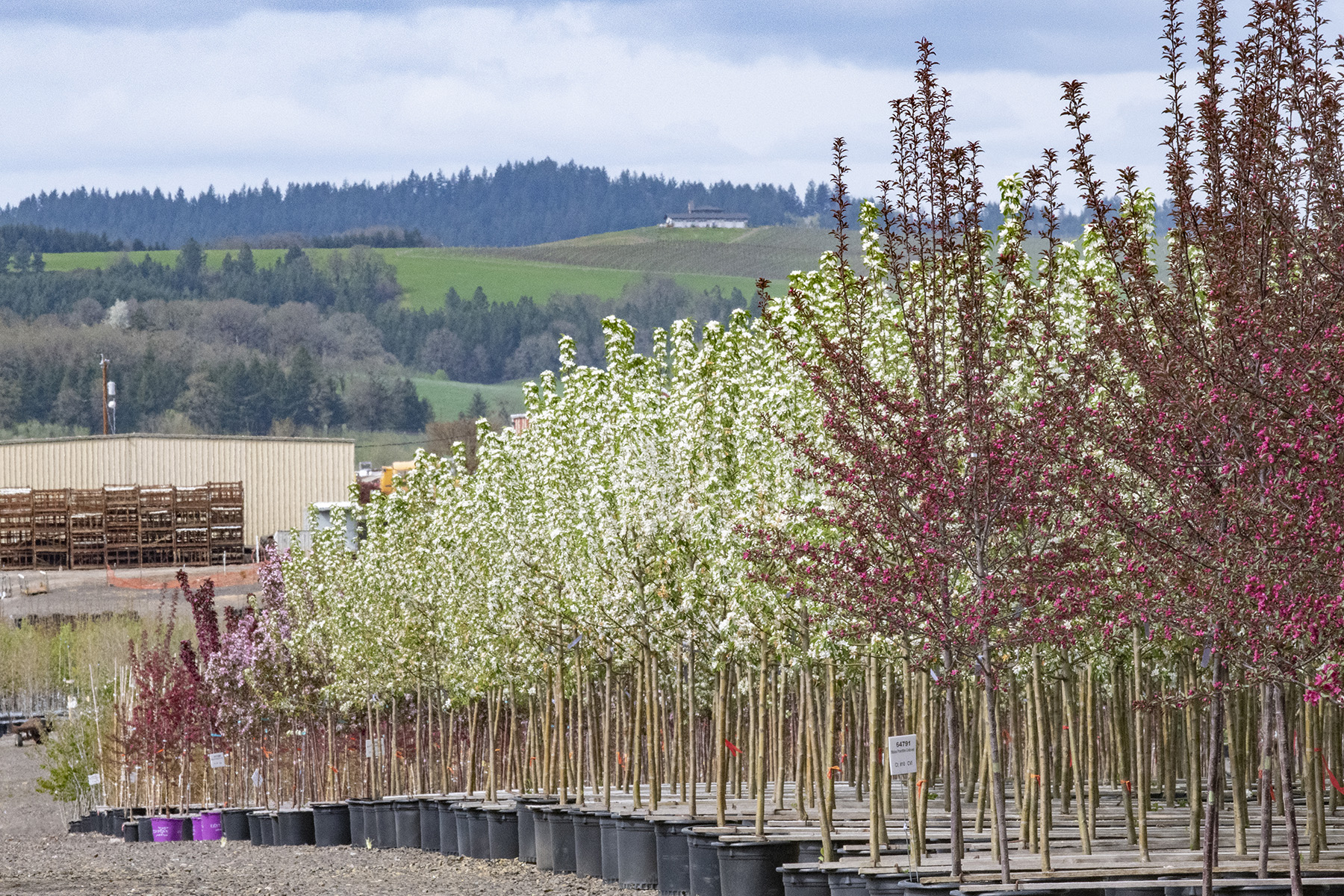 Rows of spring-blooming crabapple trees in nursery pots with white and pink flowers.