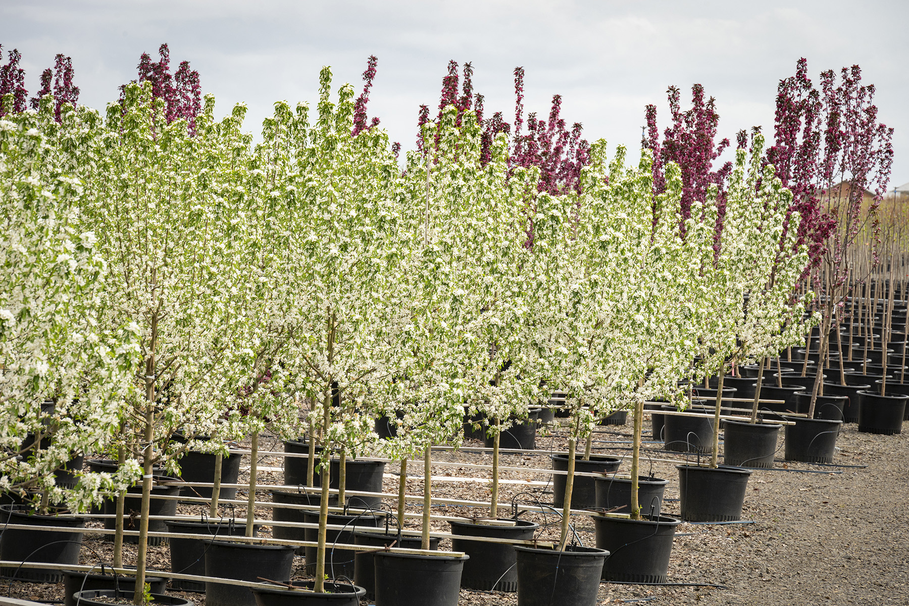 Rows of Spring Snow crabapple trees in white bloom growing in nursery pots.