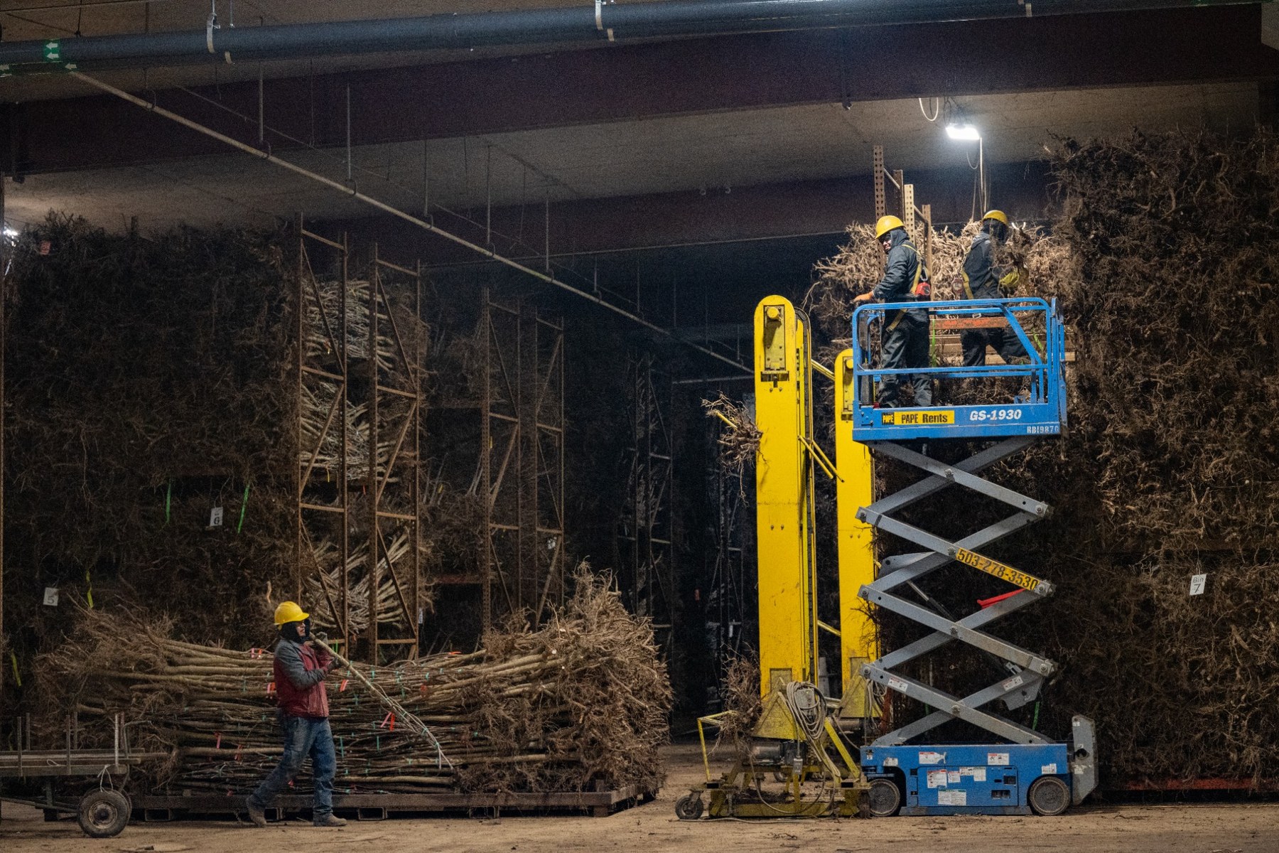 Bailey crew members organize bundled bareroot trees inside a West Coast cooler.