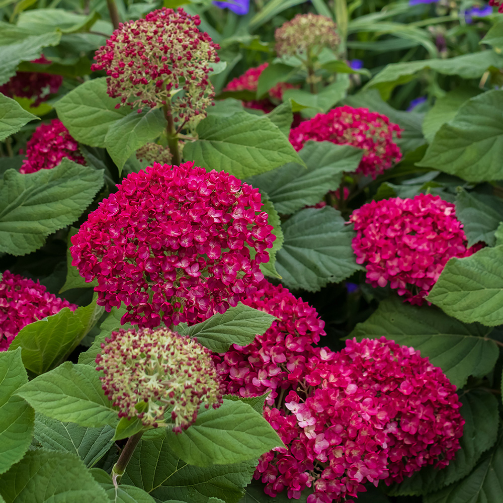 New Varieties 2027 | Bailey Nurseries