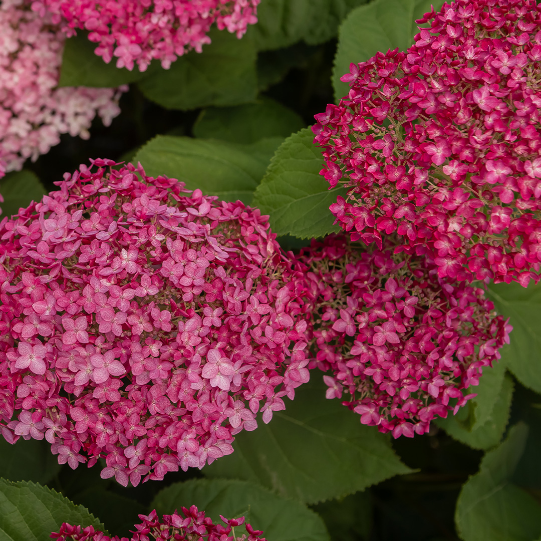 First Editions® DreamScape™ Smooth Hydrangea