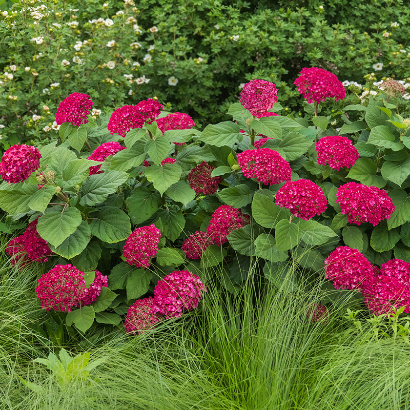 First Editions® DreamScape™ Smooth Hydrangea in the landscape