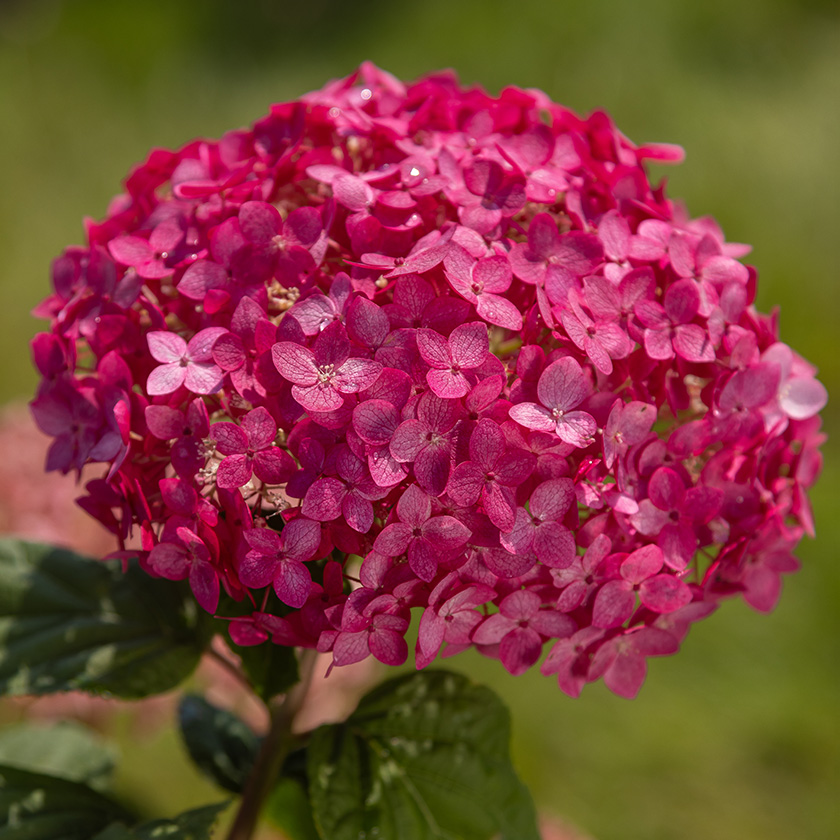 First Editions® DreamScape™ Smooth Hydrangea bloom closeup