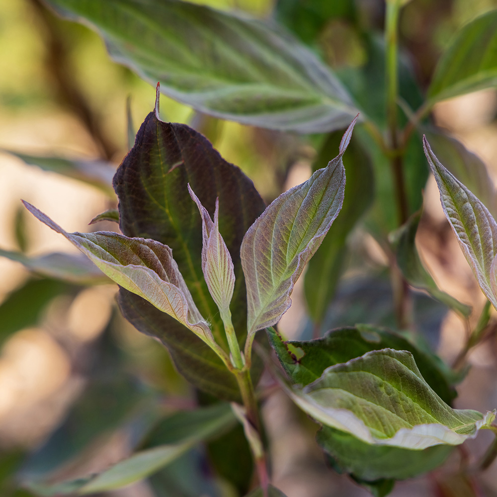 Closeup of First Editions® Velvet Dusk™ Dogwood Shrub