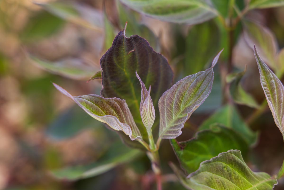 First Editions® Velvet Dusk™ Dogwood closeup of leaves.