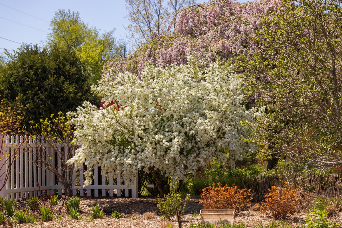 First Editions® Lotus Moon™ Pearlbush in the landscape.