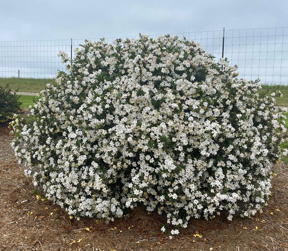 First Editions® Big Beauty® Gardenia
