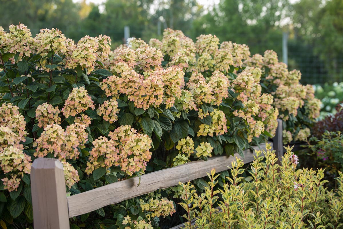 First Editions® White Diamonds® Panicle Hydrangea