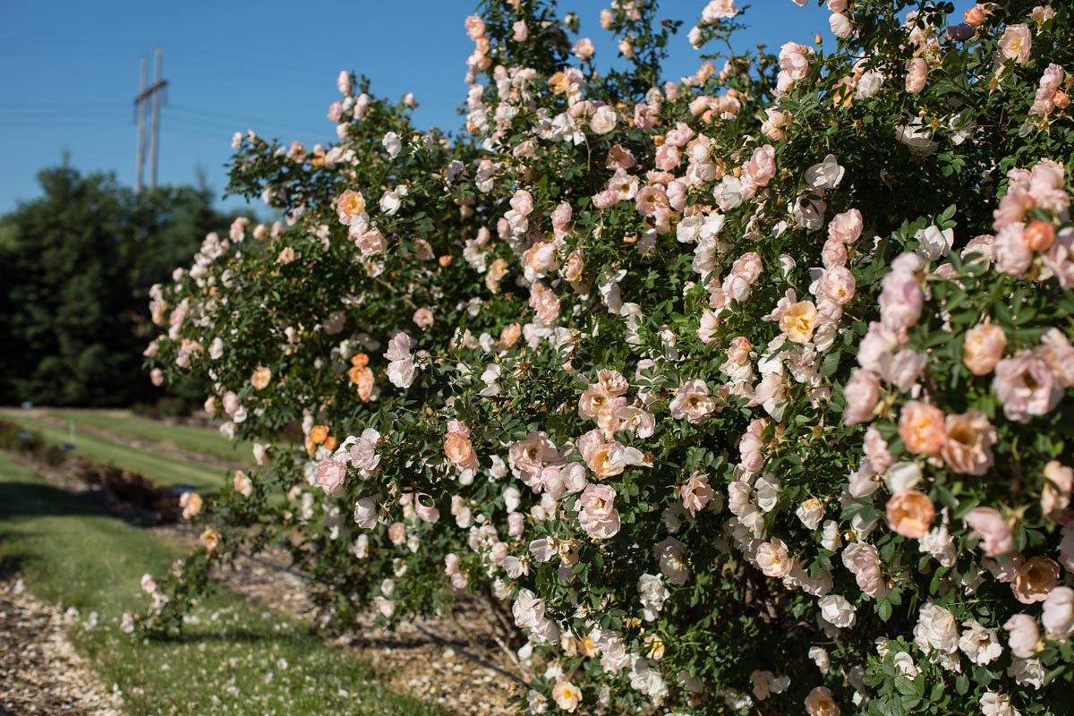 First Editions® Above & Beyond™ Rose.
