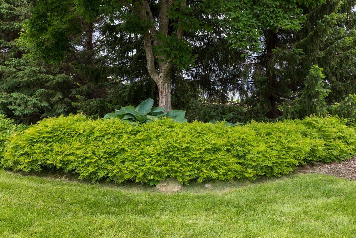 Top 10 Underutilized Shrubs For 2027