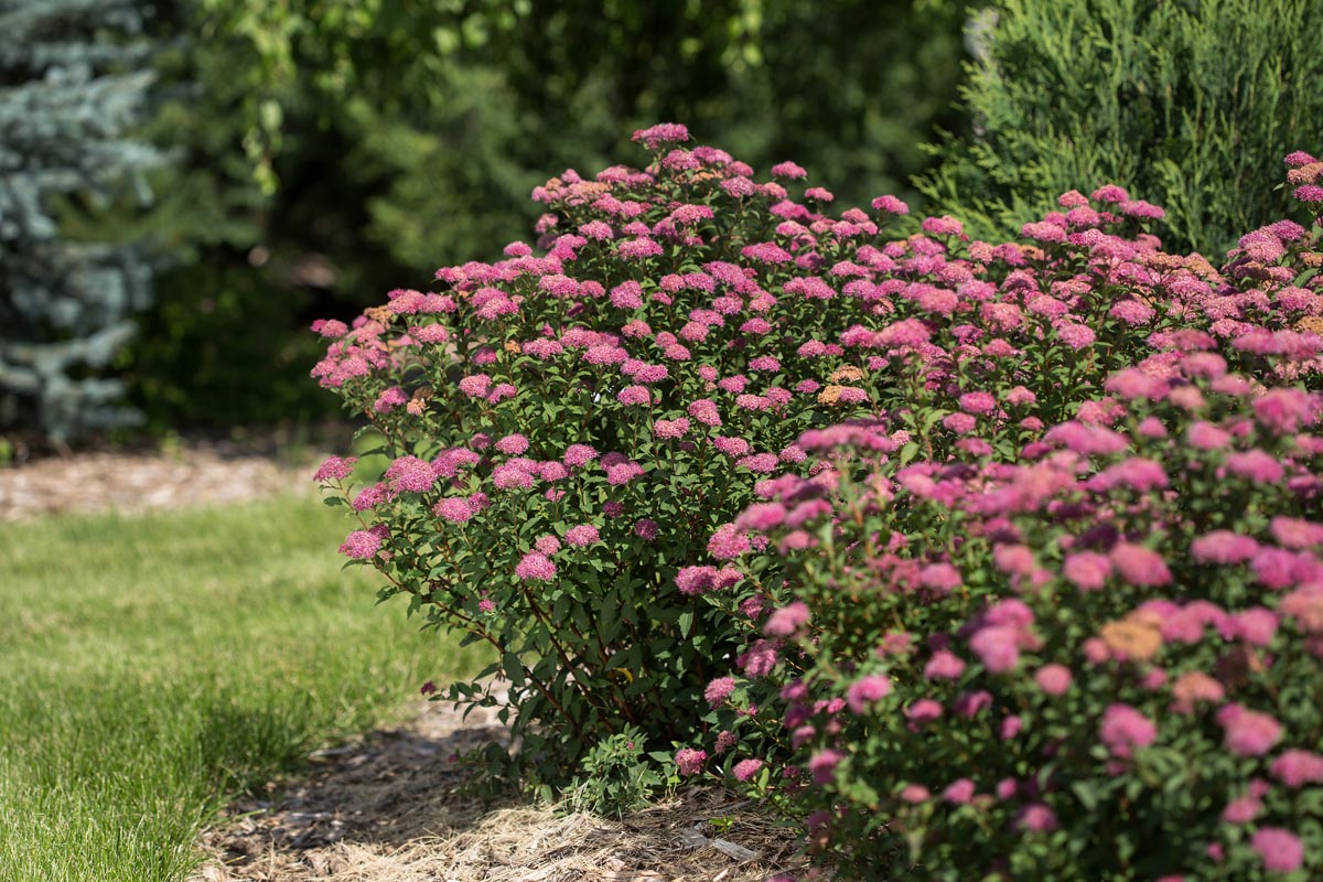 First Editions® Superstar™ Spirea
